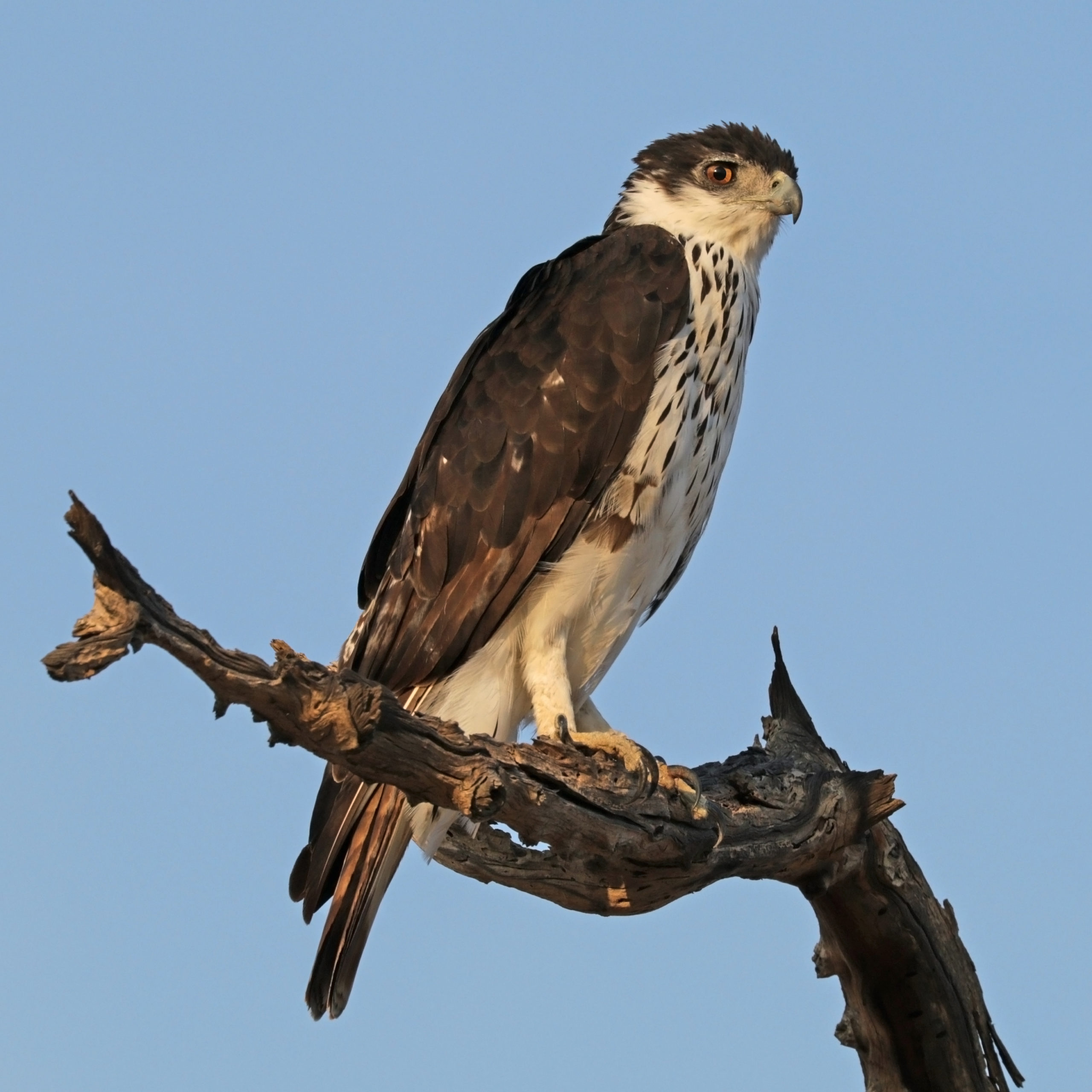 African Hawk Eagle - Bin3aiah Birds